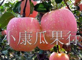 冷庫(kù)紅富士蘋(píng)果大量銷(xiāo)售