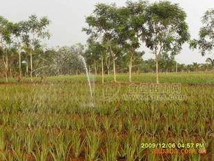 批发加工菠萝碎米0.5*0.5