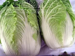供应保鲜大白菜