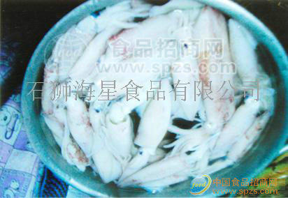 供應(yīng)鮮魷魚(yú)