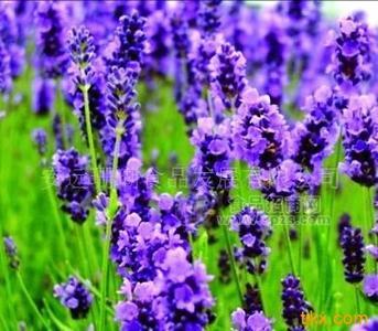 防辐射茶加工/花草茶加工/花果茶加工