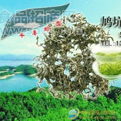 供应千岛绿园毛峰茶