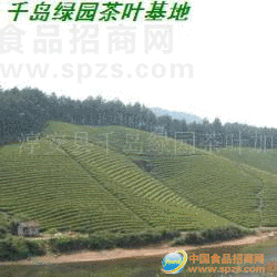 供应2009新茶/银针/龙井/