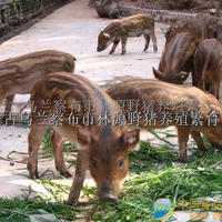 内蒙古林源野猪