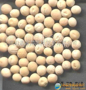 白豌豆招商