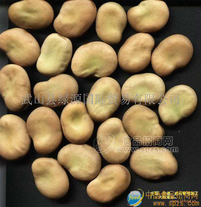 大粒蠶豆招商