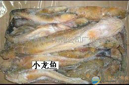 供應(yīng)小龍魚