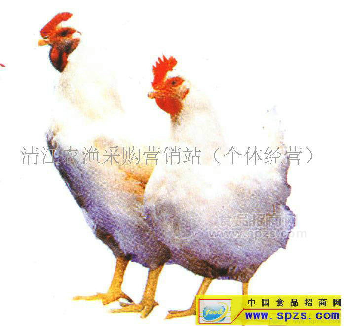 肉鸡