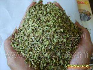 供应出口小茴香，香菜籽，孜然，加工40目-80目粉末