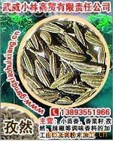 供應出口孜然(沽茗子)，孜然粉（40目-80目）