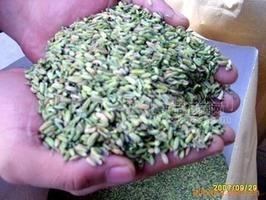 供应出口小茴香，孜然，香菜籽，40-80目的粉末