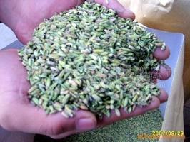 供应出口级小茴香（小茴香粉40-80目）洋葱干