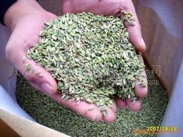 供应出口级小茴香，香菜籽，孜然，加工出口茴香粉