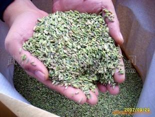 供应出口级小茴香，香菜籽，孜然，加工出口茴香粉