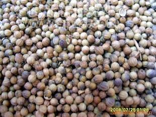 供应出口中颗粒香菜子（芫荽子），香菜籽粉
