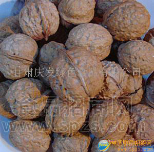紫皮核桃招代理商