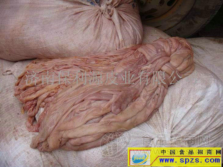 猪小肠/猪副产品招代理