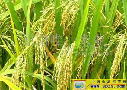 原陽(yáng)大米招代理經(jīng)銷商