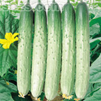 供应蔬菜