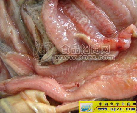 冷凍泥鰍肉全國招代理