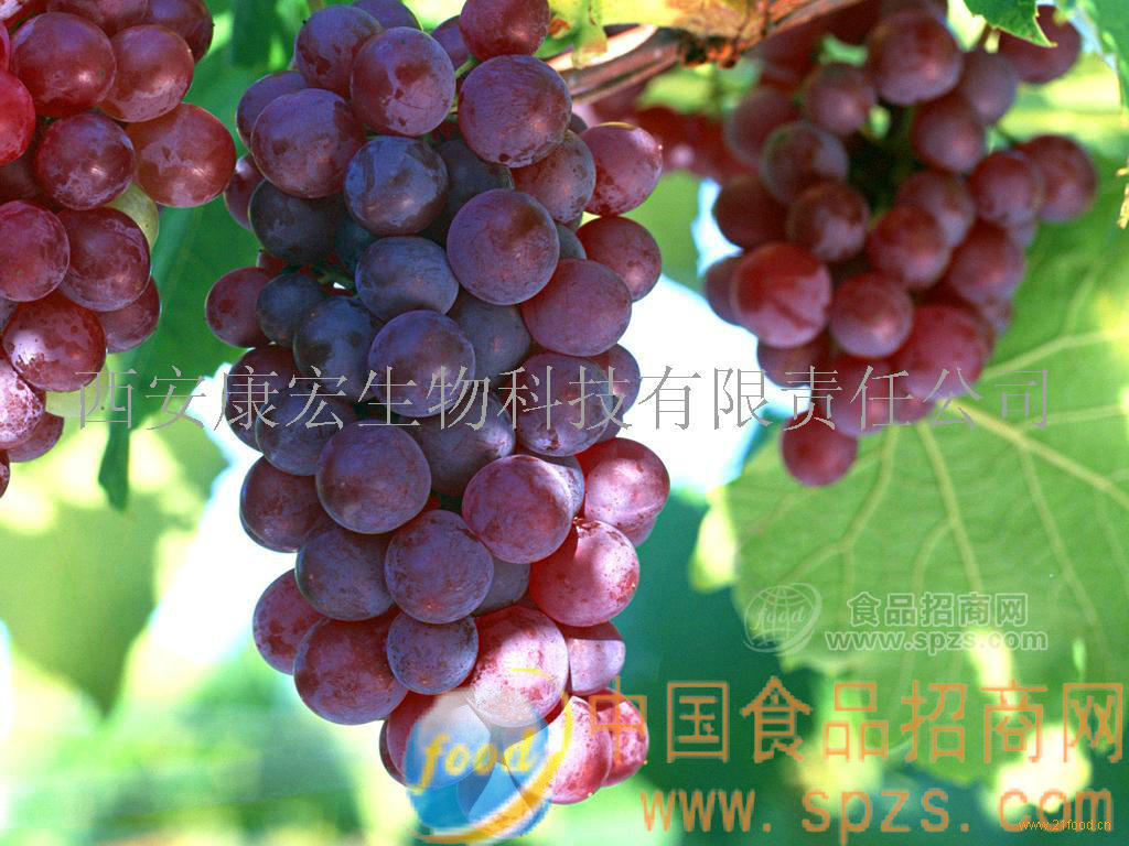 供應(yīng)葡萄籽提取物Grape seed extract