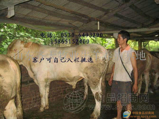 供应肉牛小牛犊