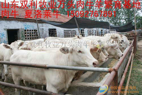 优质种牛苗