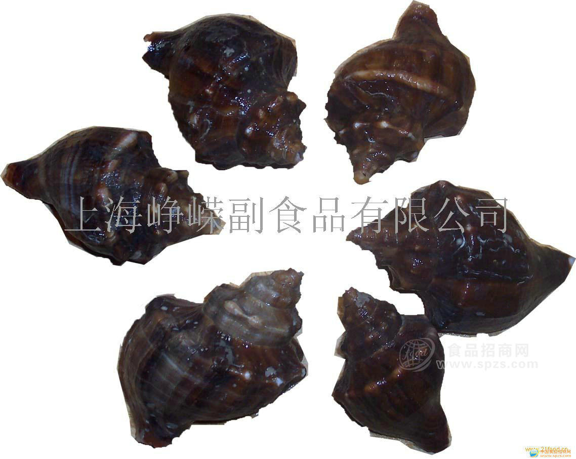 供應(yīng)小海螺