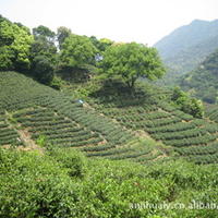 厂家直销 特级安吉白茶 古法炒制 欢迎四方客户参观订购