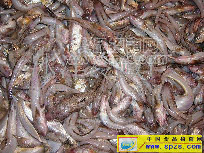 供應(yīng)飼料魚