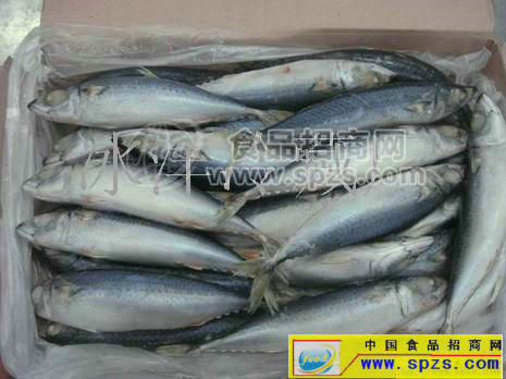 供應(yīng)鮐魚