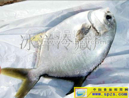 供應(yīng)鯧魚