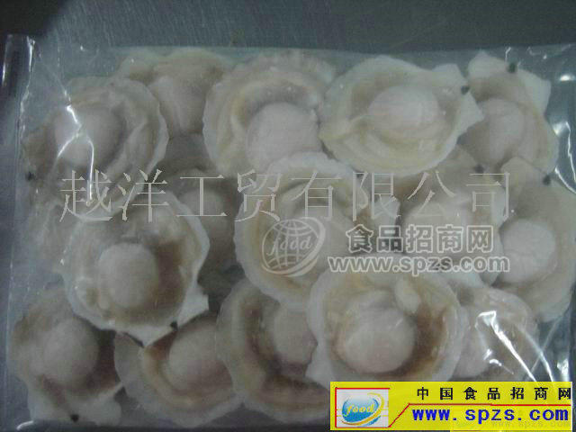 供应半壳贝