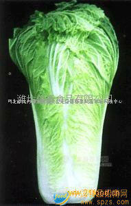 北京新三號(hào)大白菜