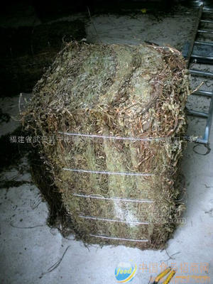 打包好的仙人草凉粉草