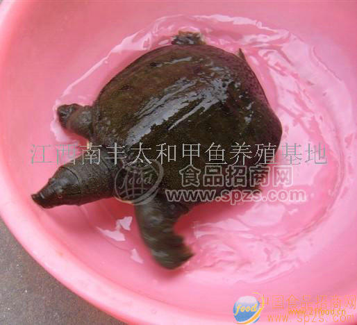 生態(tài)甲魚(yú)