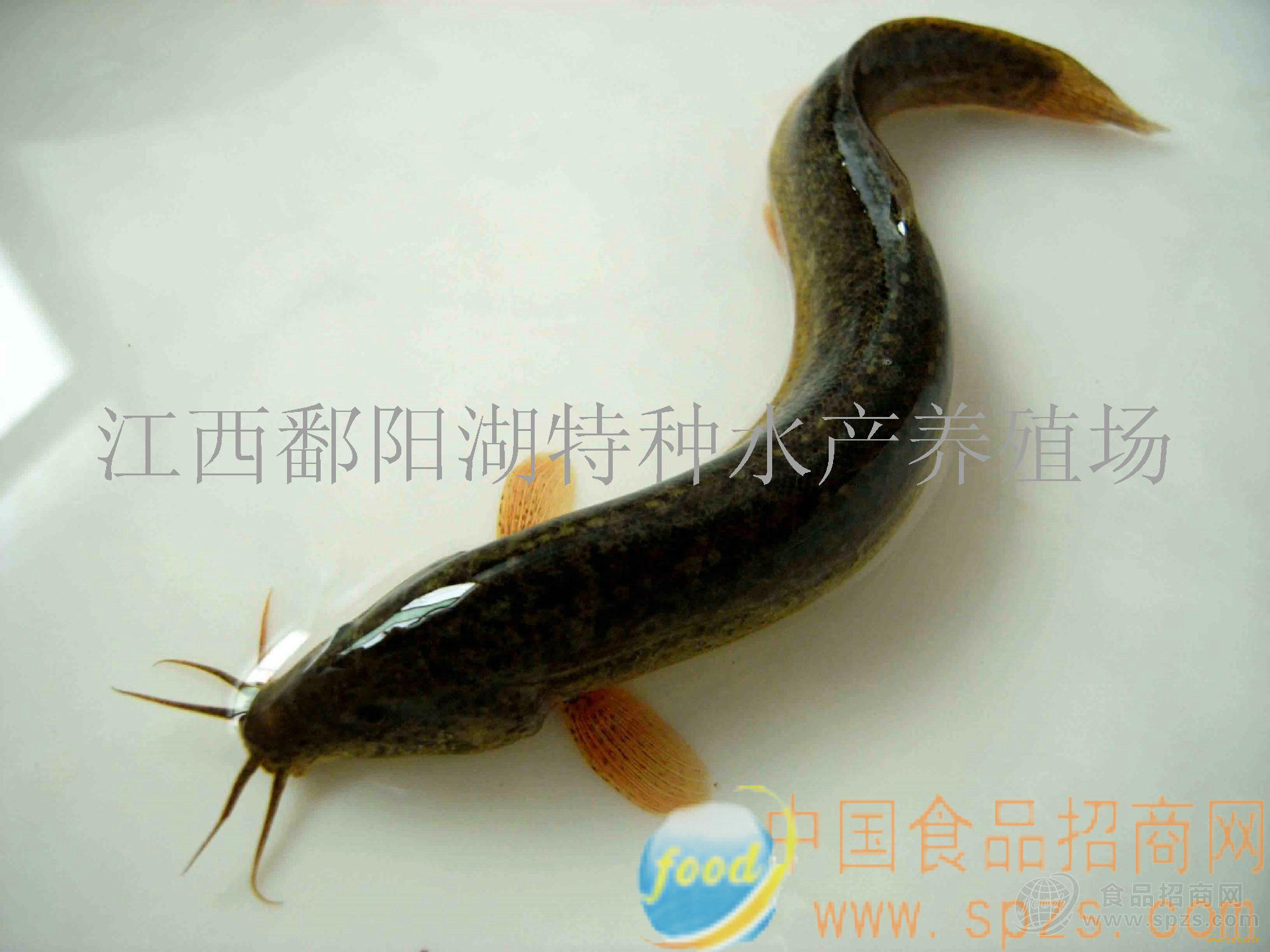 供应大泥鳅