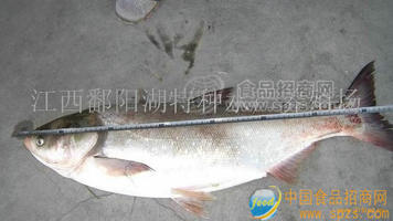 大白鰱魚(yú)