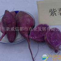 紫色红薯
