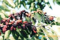 桑葚原汁，桑葚浓缩汁