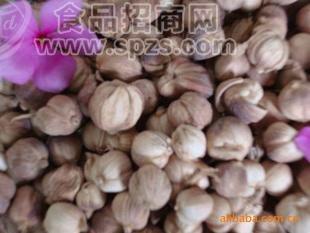 供应白豆蔻粉/创味/调味料/香辛料