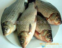 鯽魚(yú)