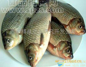 供應(yīng)鯽魚(yú)