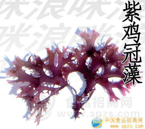 鸡冠藻招商