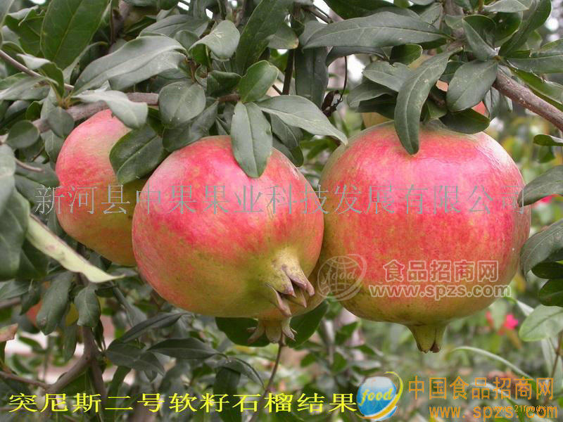 突尼斯II號(hào)軟籽石榴