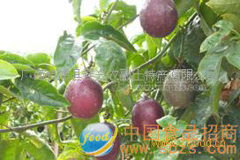 百香果（西番莲）浓缩汁