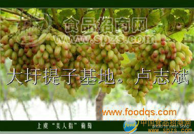 廣西提子.葡萄