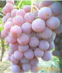 瑪奶葡萄