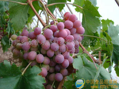 誠招紅提葡萄代理商