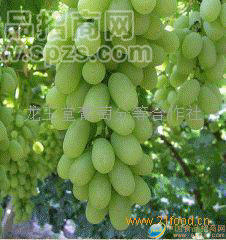 瑪奶提